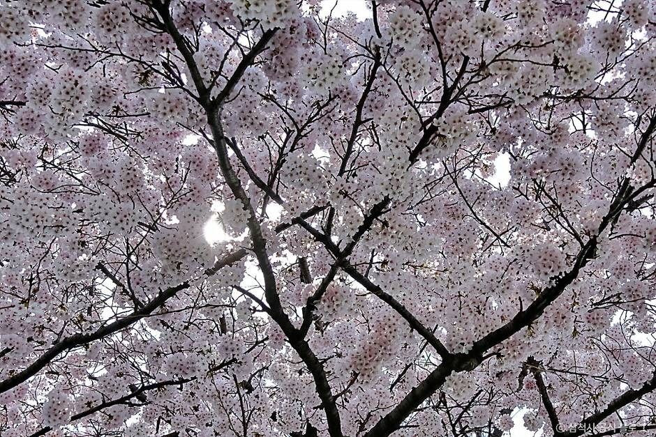 맹방 벚꽃길 여행 추천 - 로드트립