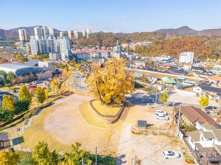 영월 하송리 은행나무 여행 추천 - 로드트립