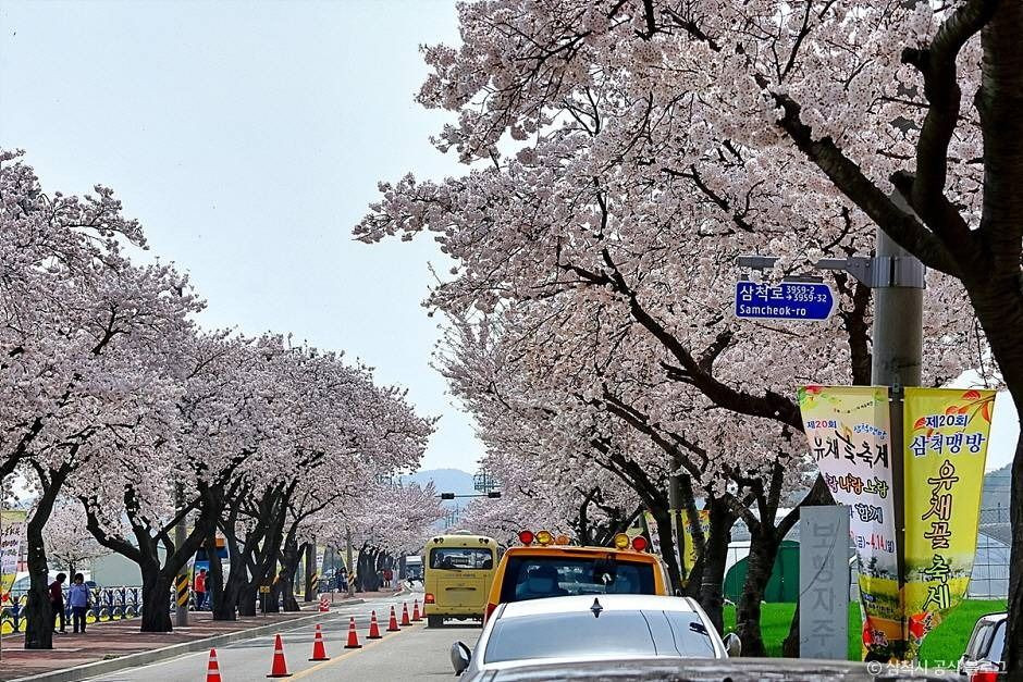 맹방 벚꽃길 여행 추천 - 로드트립
