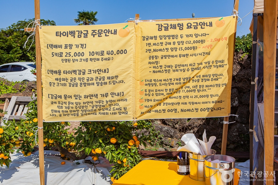 달달미깡감귤밭 여행 추천 - 로드트립