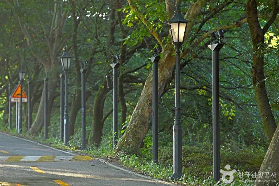 플라타너스 별빛 달빛 길 여행 추천 - 로드트립