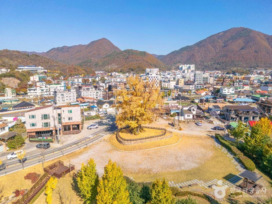 영월 하송리 은행나무 여행 추천 - 로드트립
