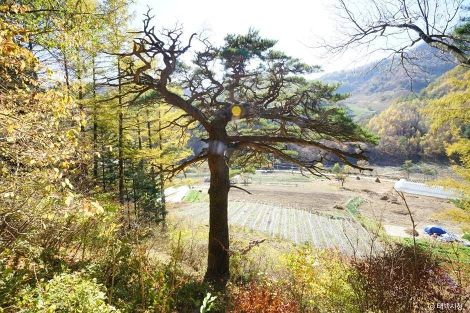 사내골소나무 여행 추천 - 로드트립