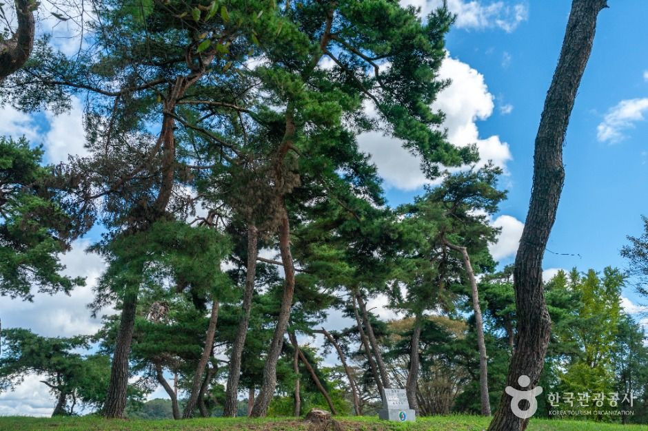 목계솔밭(충주) 여행 추천 - 로드트립