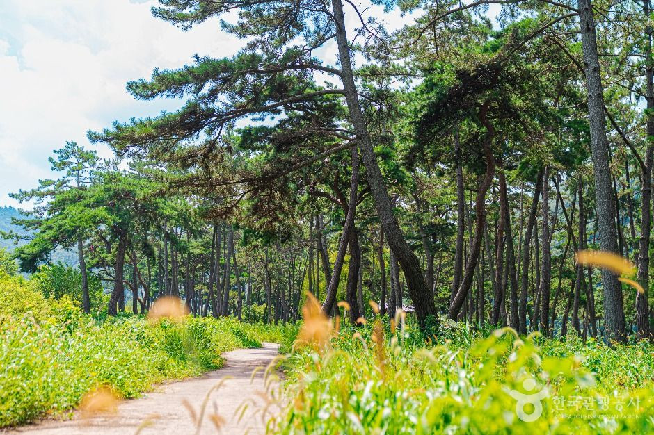 드들강솔밭유원지 여행 추천 - 로드트립