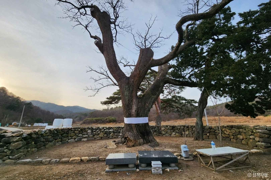 삼척 궁촌리 음나무 여행 추천 - 로드트립