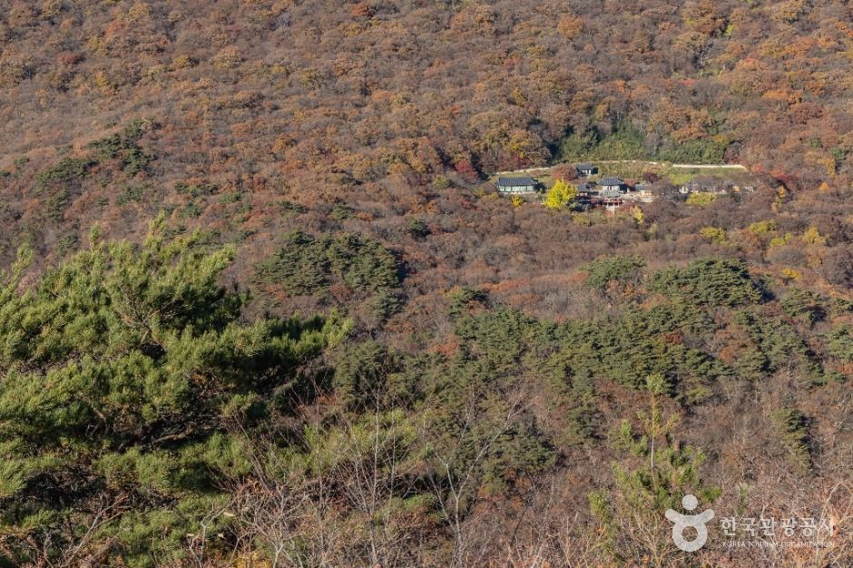 내장산 굴거리나무군락 여행 추천 - 로드트립