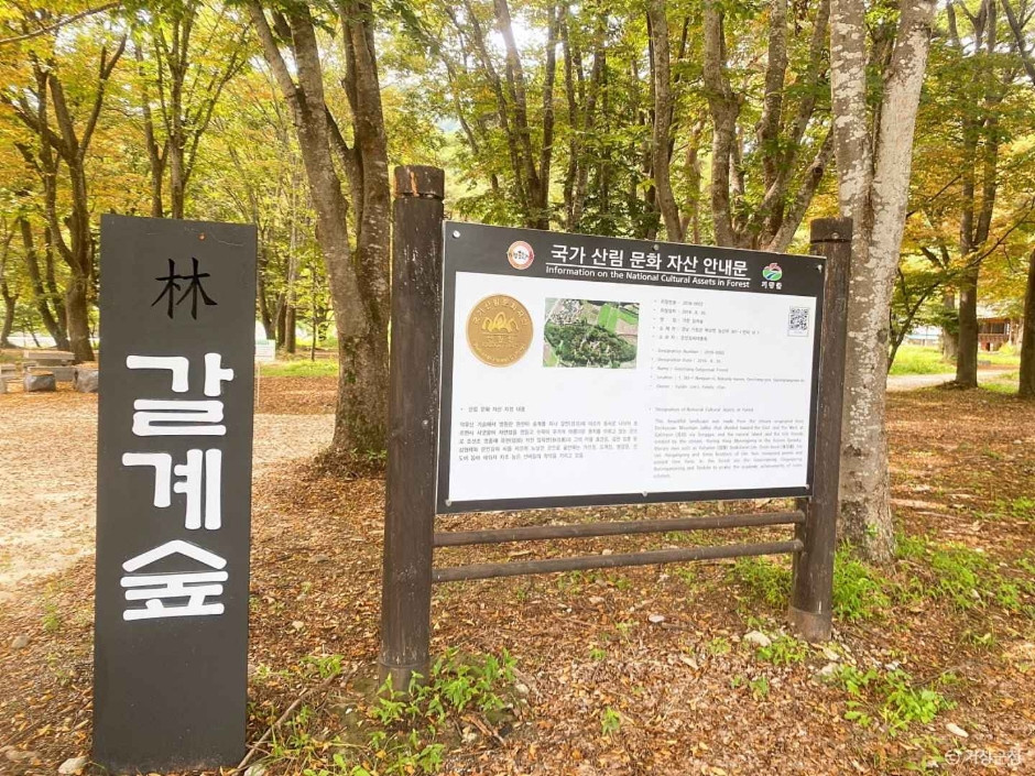 갈계숲 여행 추천 - 로드트립