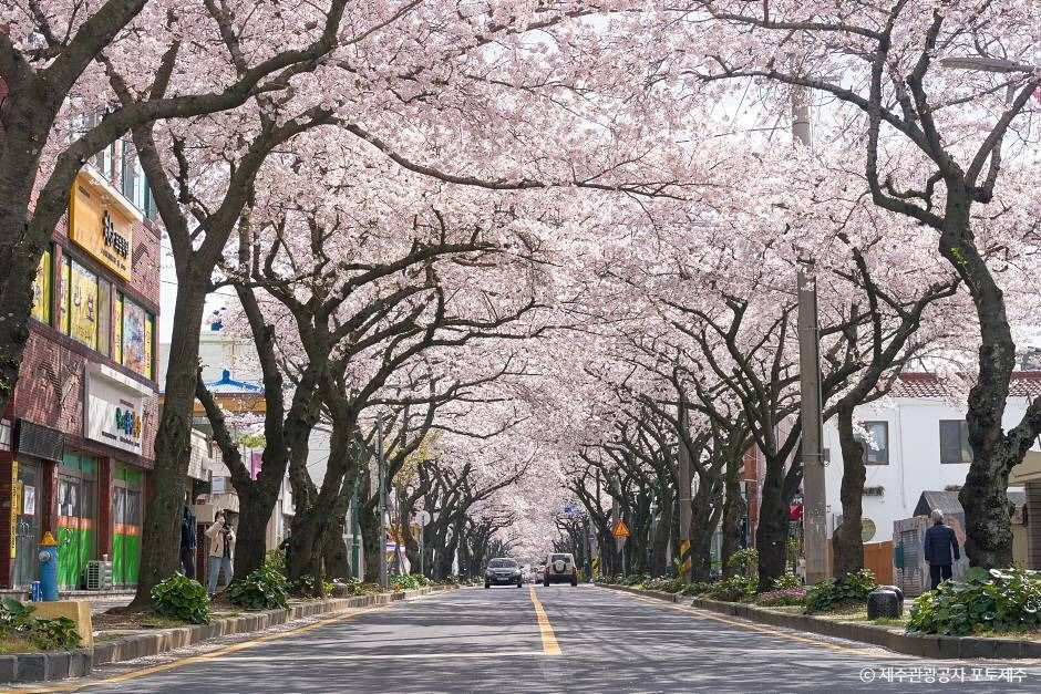 전농로 벚꽃거리 여행 추천 - 로드트립