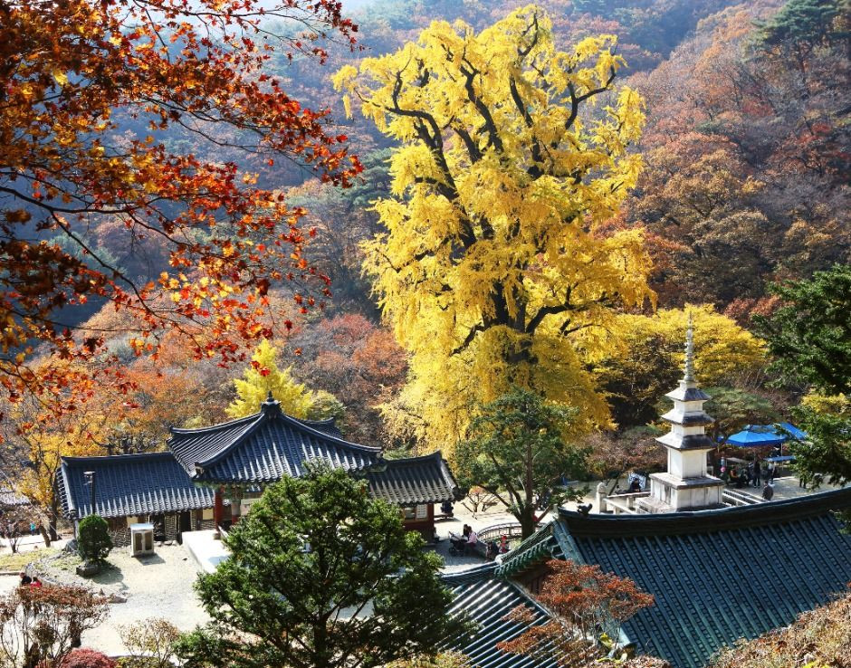 용문산관광단지 여행 추천 - 로드트립