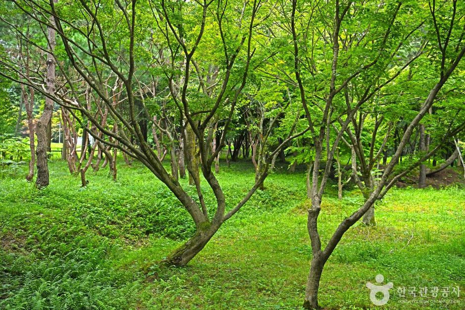 내장산수목원 여행 추천 - 로드트립