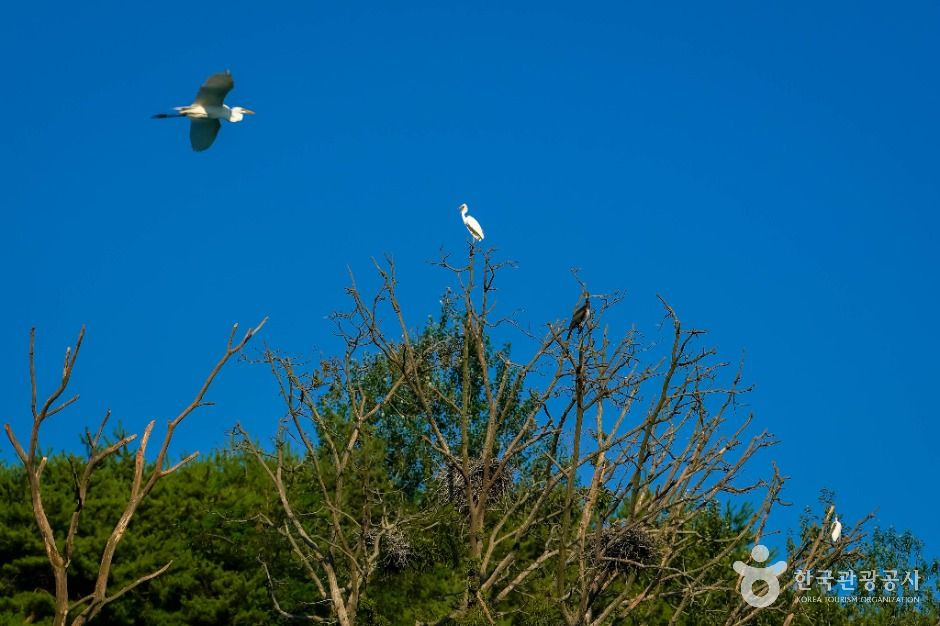 상석리 왜가리(백로) 서식지 여행 추천 - 로드트립