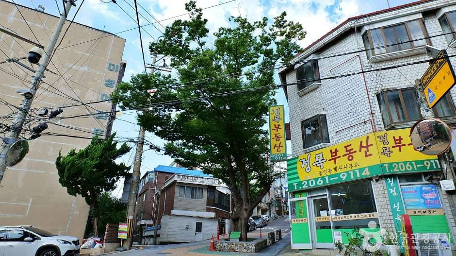 150년 수령 느티나무 여행 추천 - 로드트립
