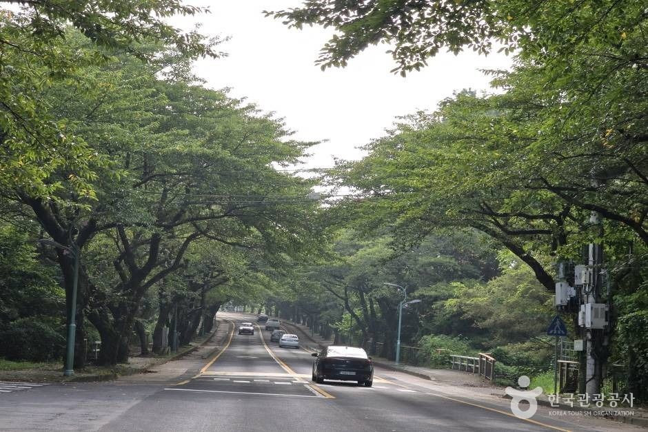 제주대 벚꽃길 여행 추천 - 로드트립