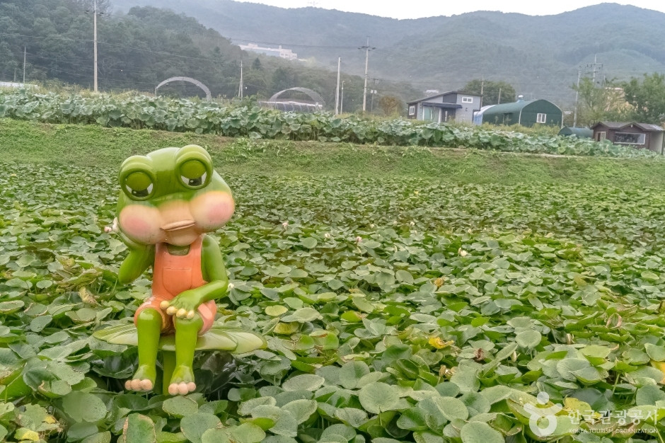 내동마을 연꽃단지 여행 추천 - 로드트립