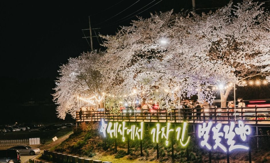 대청호 벚꽃길 여행 추천 - 로드트립