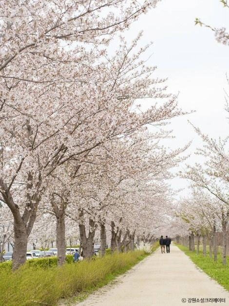 경포생태저류지 여행 추천 - 로드트립