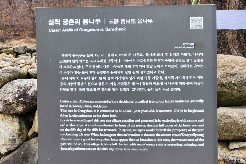삼척 궁촌리 음나무 여행 추천 - 로드트립