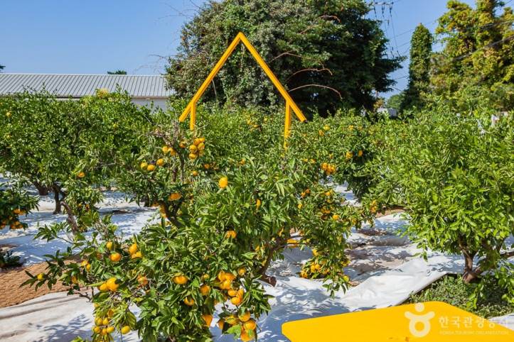 달달미깡감귤밭_4_공공3유형.jpg