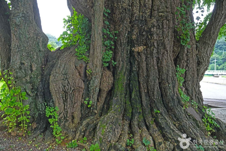 화순_야사리_은행나무_3_공공3유형.JPG