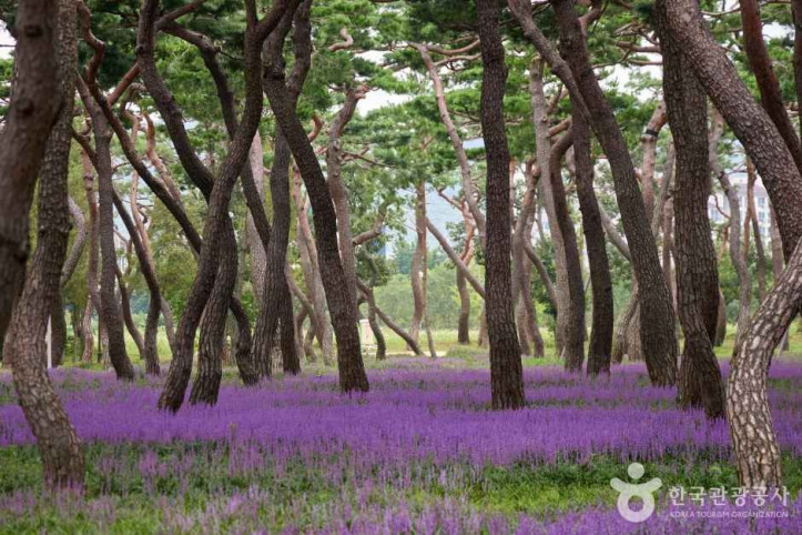 황성공원 여행 추천 - 메고지고