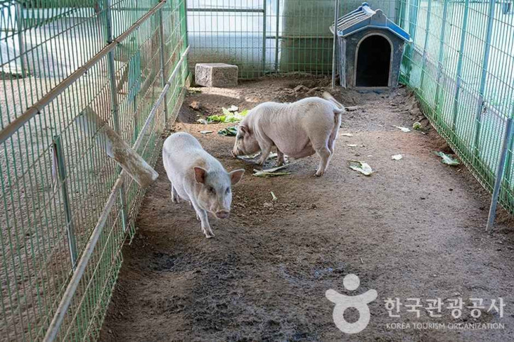 찬우물_체험동물농장_2_공공3유형.jpg
