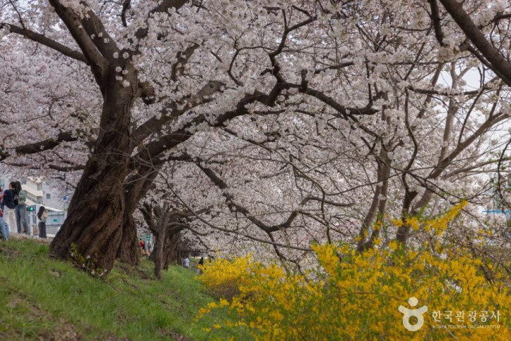 무심천_벚꽃_거리_9_공공1유형.jpg