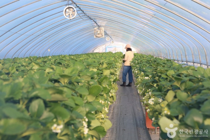 한사랑딸기체험농장_8_공공3유형.JPG