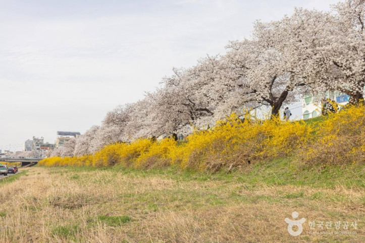 무심천_벚꽃_거리_8_공공1유형.jpg