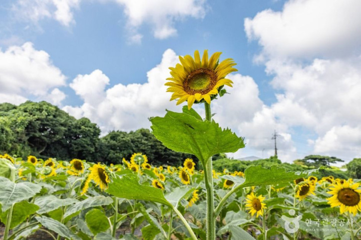 김경숙해바라기농장_2_공공1유형.jpg