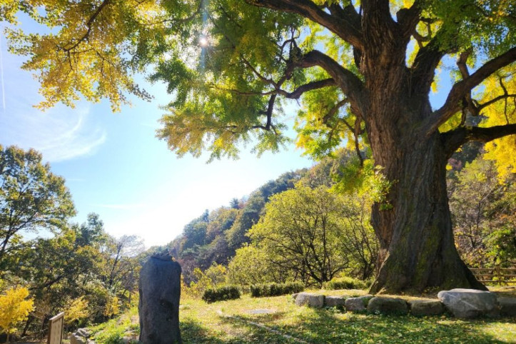 칠곡_말하는_은행나무_6_공공3유형.jpg