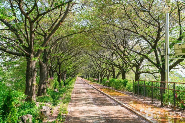 안양천제방벚꽃길_4_공공1유형.jpg