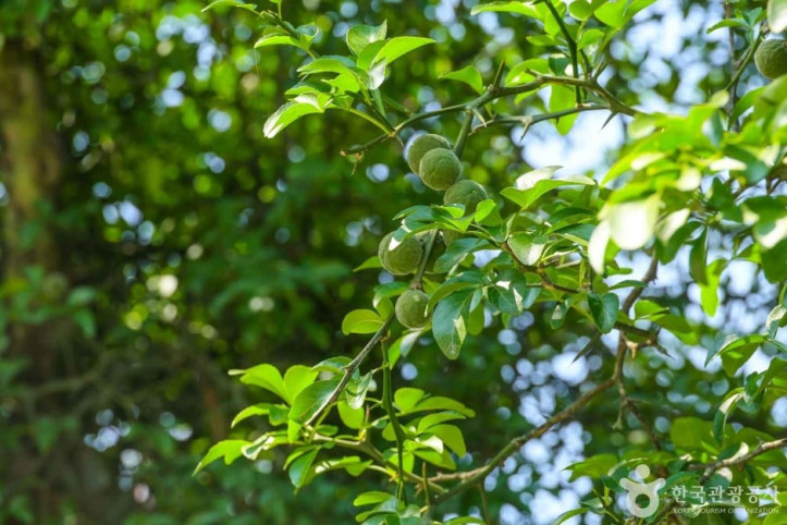 국우동_탱자나무_2_공공3유형.jpg