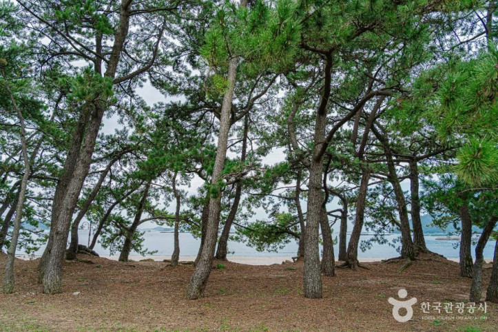 해남_송호리_해송림_4_공공1유형.jpg