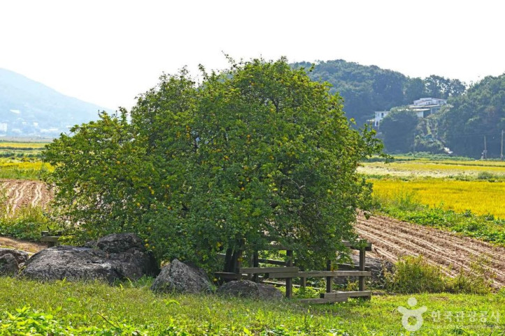강화_사기리_탱자나무_4_공공3유형.JPG