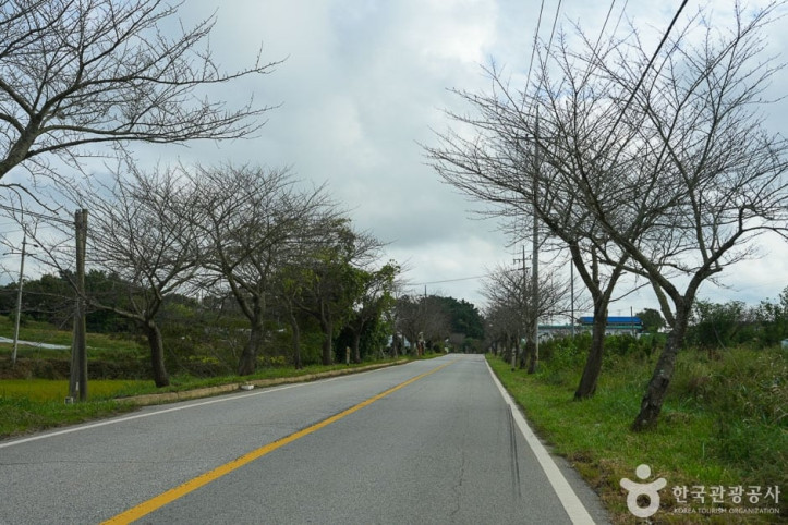 남면_벚꽃길_2_공공3유형.jpg