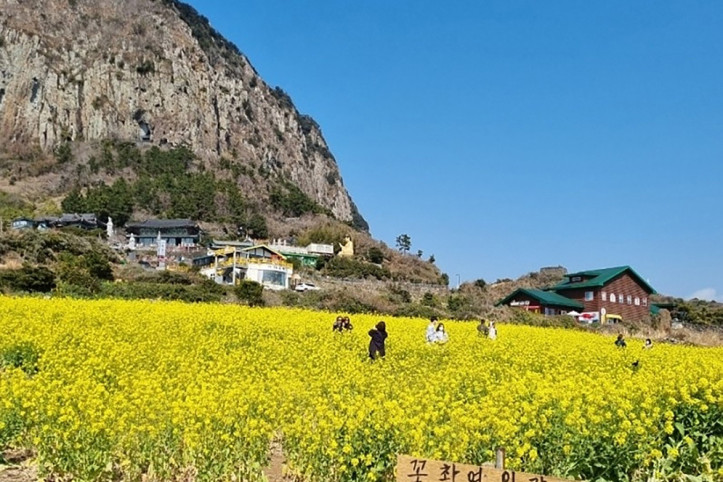산방산유채꽃밭_4_공공3유형.jpg