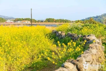 일출봉유채밭 여행 추천 - 메고지고