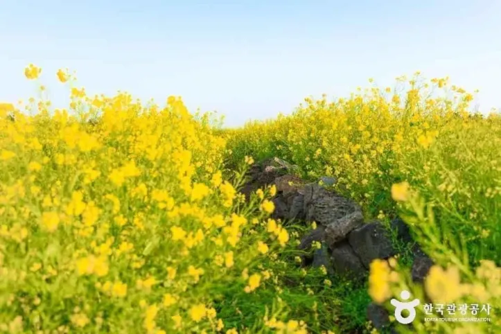 일출봉유채밭 여행 추천 - 메고지고