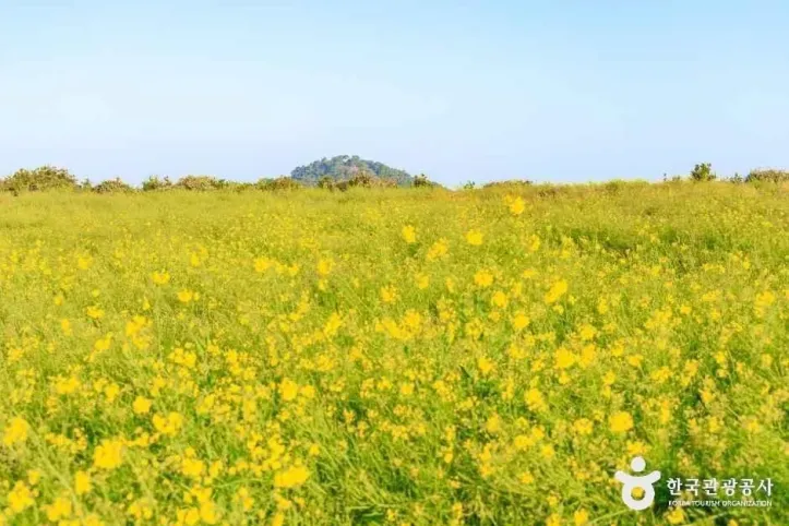 일출봉유채밭 여행 추천 - 메고지고