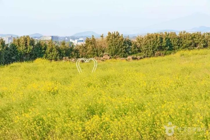 일출봉유채밭 여행 추천 - 메고지고