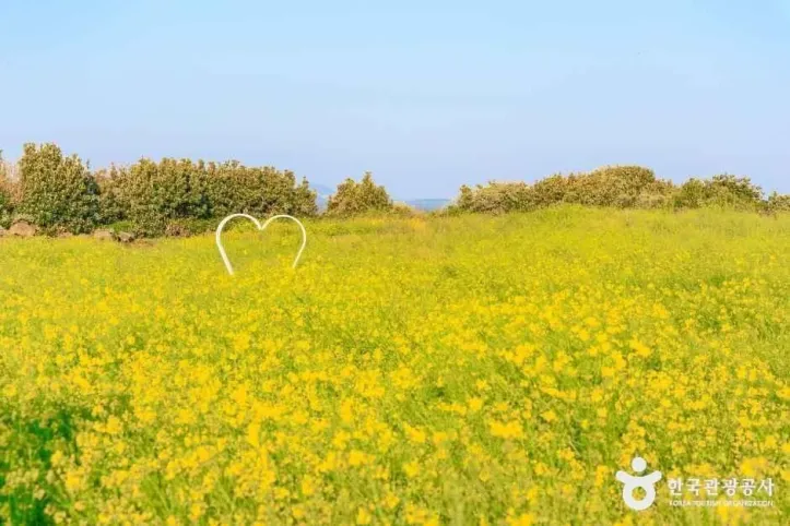 일출봉유채밭 여행 추천 - 메고지고