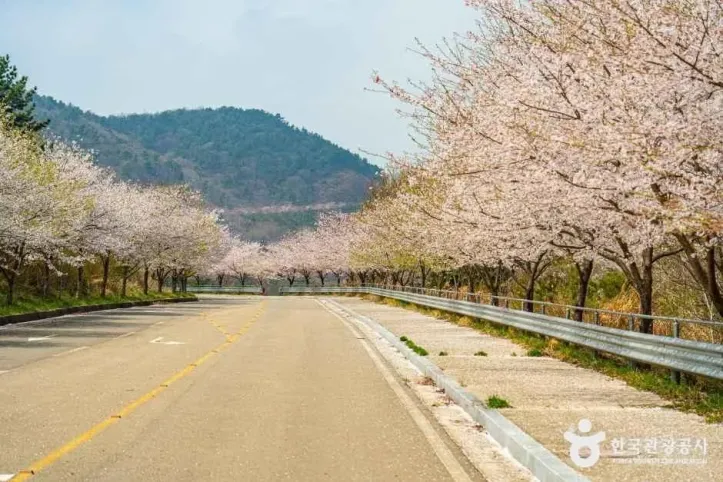 화양면 벚꽃길 여행 추천 - 메고지고