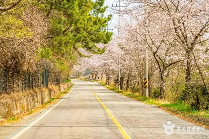 화양면 벚꽃길 여행 추천 - 메고지고