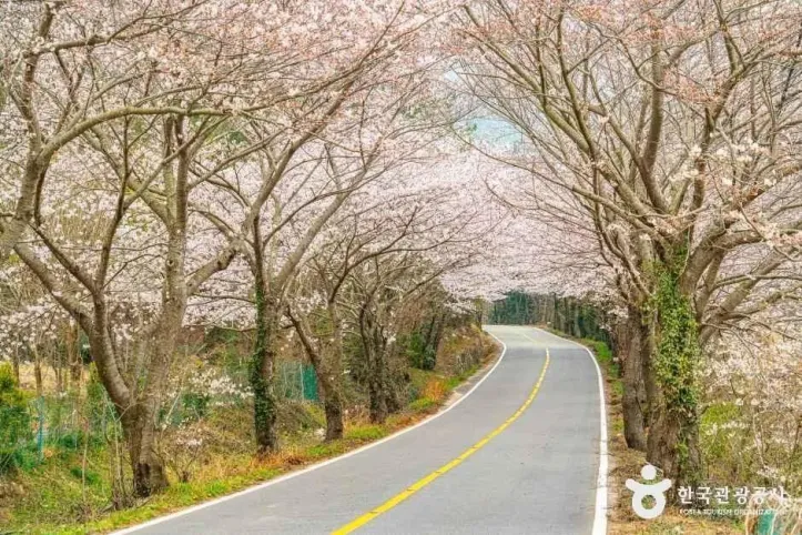 화양면 벚꽃길 여행 추천 - 메고지고