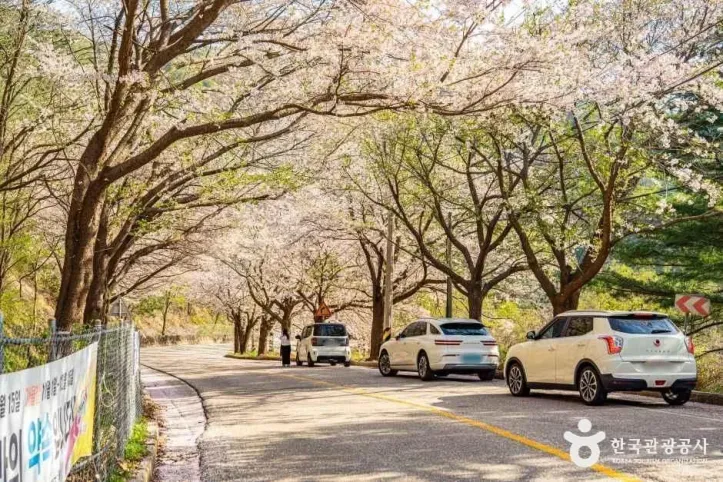 부귀리벚꽃길 여행 추천 - 메고지고