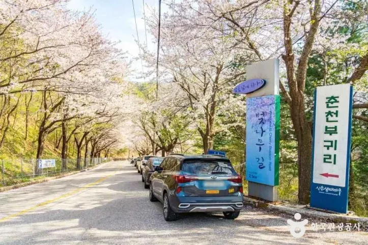 부귀리벚꽃길 여행 추천 - 메고지고