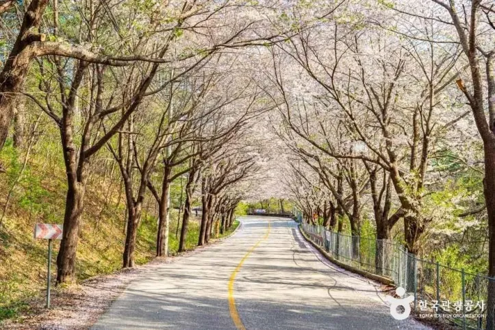 부귀리벚꽃길 여행 추천 - 메고지고