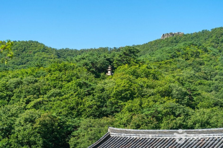 선본사(경산) 여행 추천 - 메고지고
