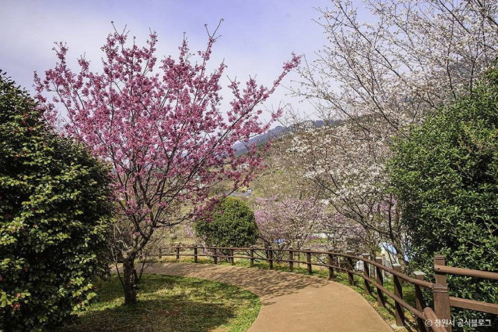 진해_벚꽃공원_6_공공3유형.jpg